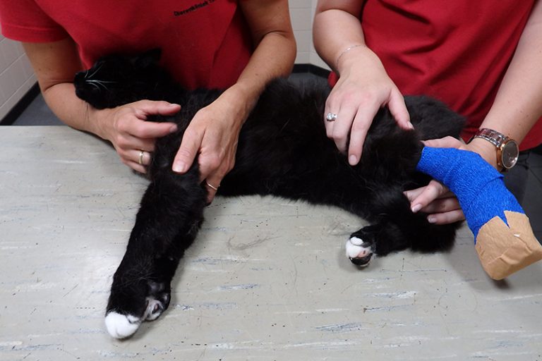 afbeelding Verbanden