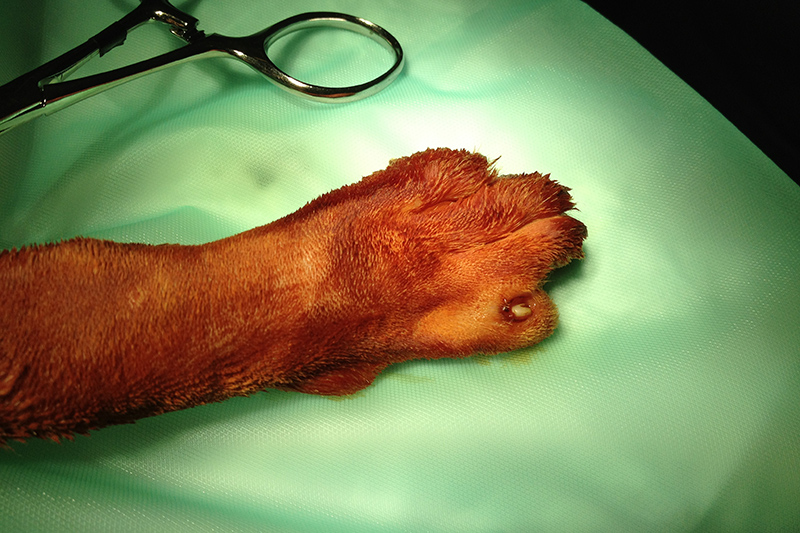 Dierenkliniek Tiel-Drumpt: Sommige wonden moet verbonden worden en bij andere wonden bestaat de wondbehandeling uit chirurgisch herstel.