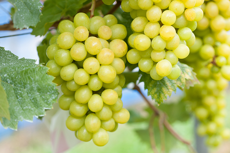 Dierenkliniek Tiel-Drumpt: Druivenvergiftiging, de muskaatdruif