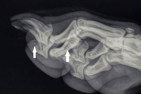 afbeelding Xander, de Schotse collie, loopt mank