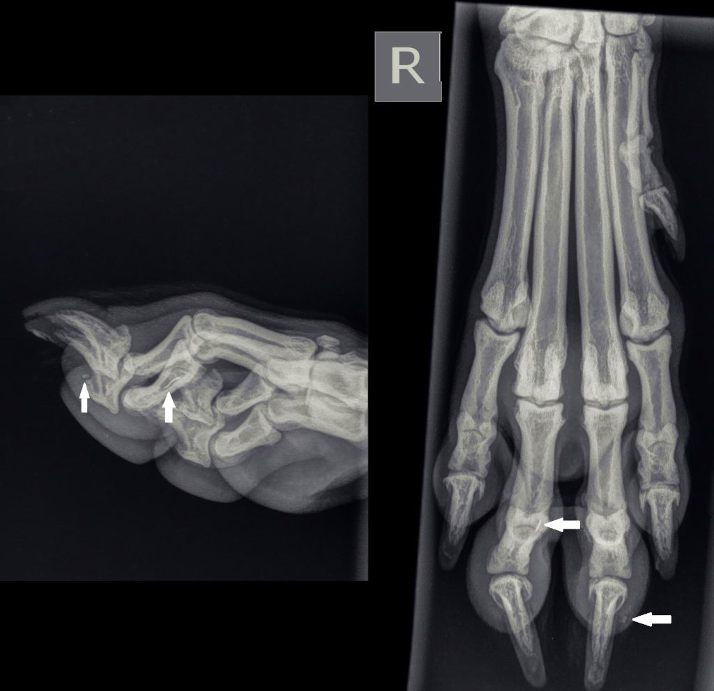 Dierenkliniek Tiel-Drumpt: De Schotse collie Xander loopt mank: Bij de pijlen zijn zowel het metaal als het steentje aangegeven.