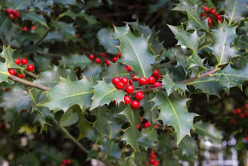 Dierenkliniek Tiel-Drumpt: De gevaren van vergiftiging, van hond en kat, rond kerst & oudjaar: Hulst