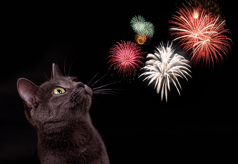 Dierenkliniek Tiel-Drumpt: Mijn kat is niet bang voor vuurwerk.