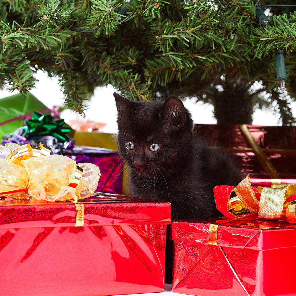afbeelding De gevaren van vergiftiging, van hond en kat, rond kerst & oudjaar