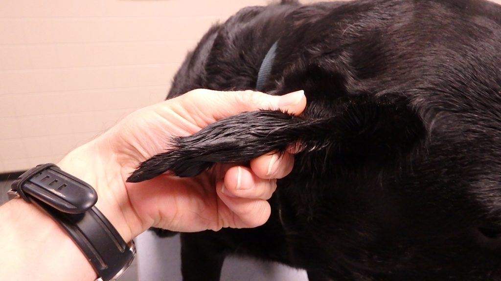 Dierenkliniek Tiel-Drumpt: De zijdelingse aanblik van een bloedoor bij de hond.