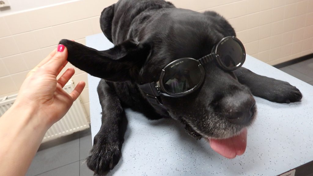 Dierenkliniek Tiel-Drumpt: Hersteld bloedoor na laserbehandeling.