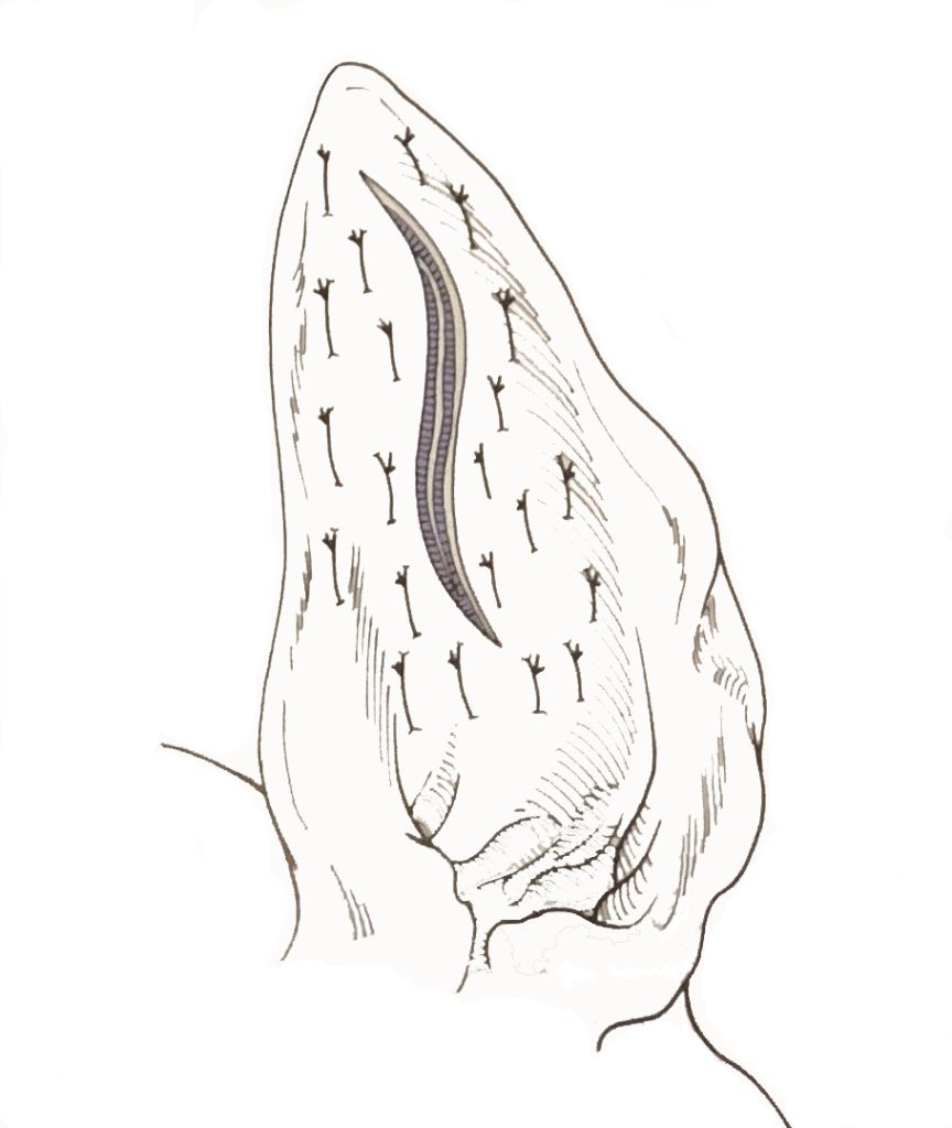 Dierenkliniek Tiel-Drumpt: Een bloedoor geopereerd.