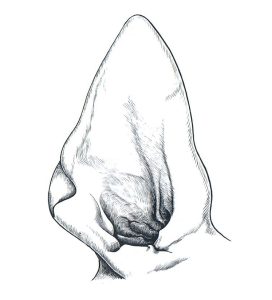 Dierenkliniek Tiel-Drumpt: Een normaal oor bij de hond.