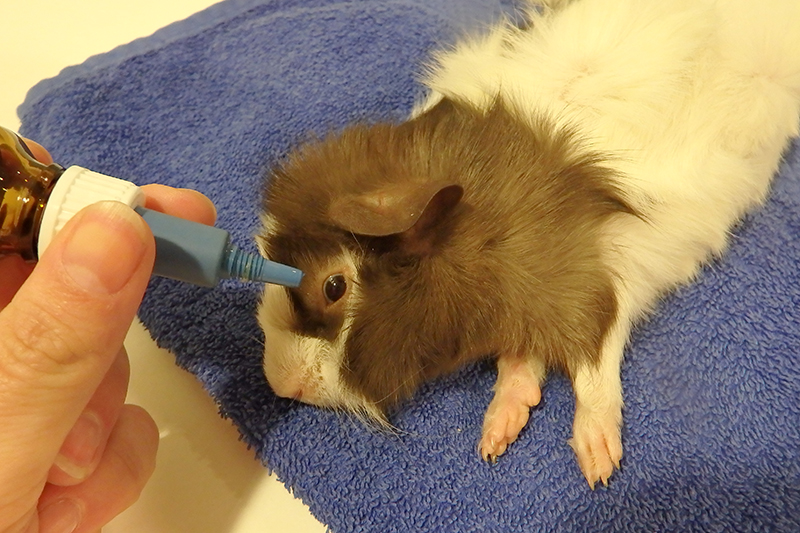 Dierenkliniek Tiel-Drumpt: Cavia castratie: Voorbereiding van de cavia, oogjes worden gedruppeld.