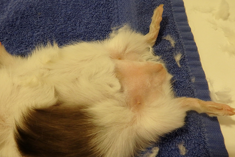 Dierenkliniek Tiel-Drumpt: Cavia castratie: Voorbereiden: het scheren van het operatie gebied.