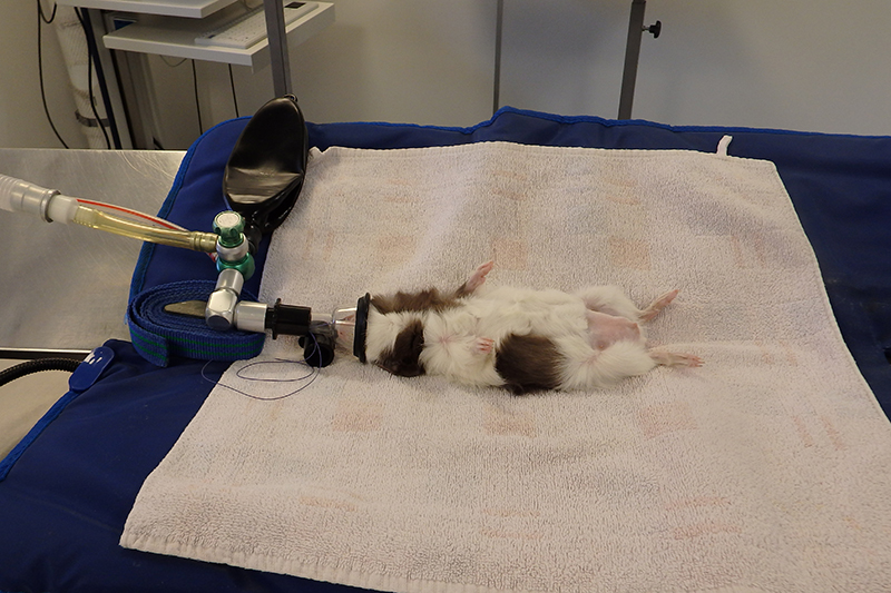 Dierenkliniek Tiel-Drumpt: Cavia castratie: Aansluiten op zuurstof en gasnarcose.