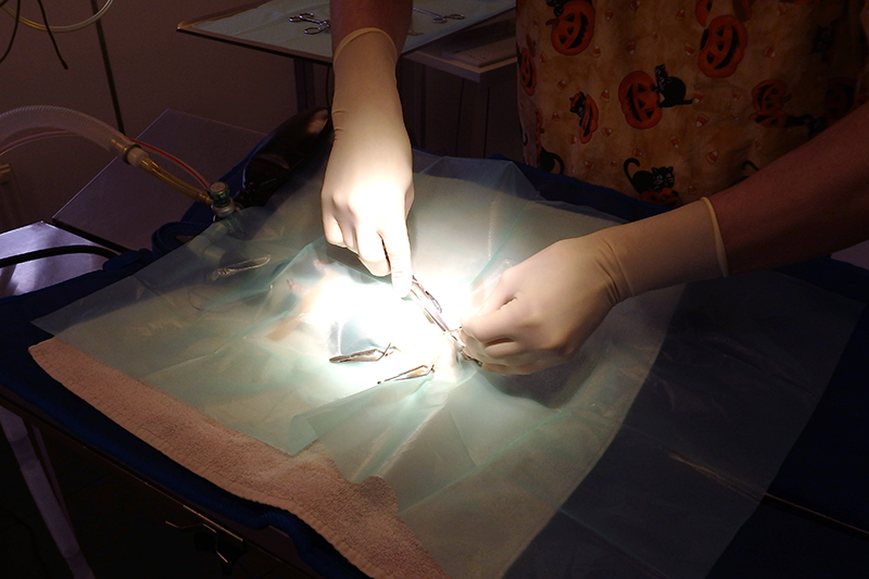 Dierenkliniek Tiel-Drumpt: Cavia castratie: Het castreren van de cavia, hierbij is de cavia afgedekt door steriele "doeken".