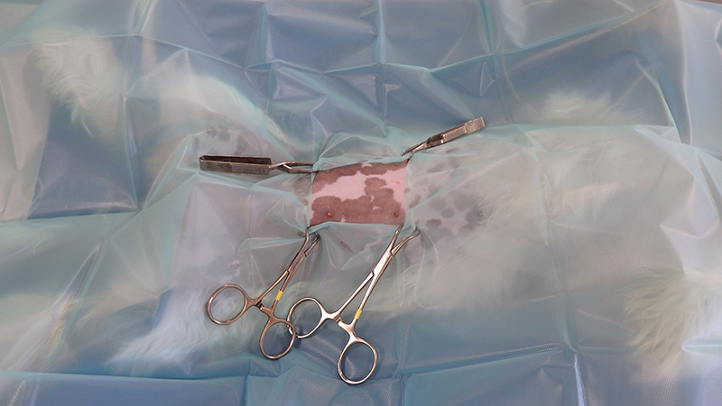 Dierenkliniek Tiel-Drumpt: Sterilisatie van de teef: steriel afgedekt.