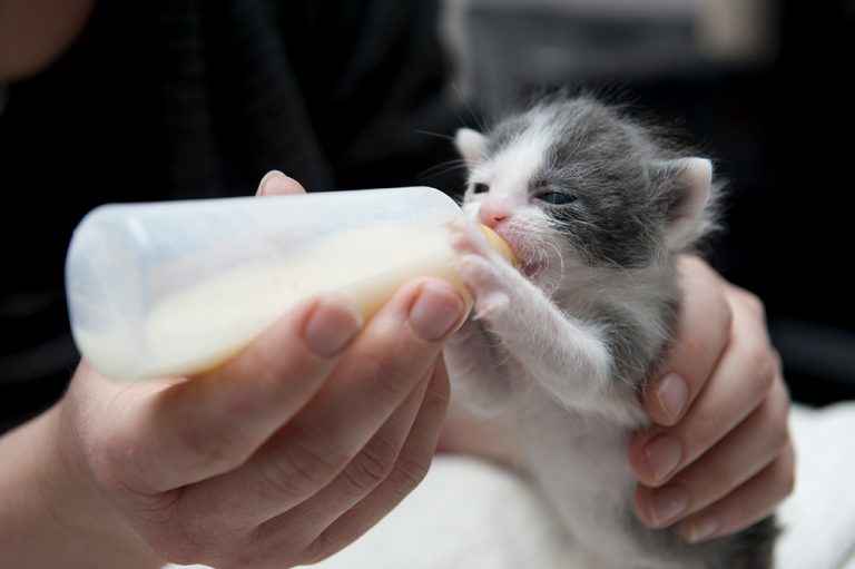 afbeelding Bijvoeden van jonge kittens met kunstmelk / melkvervanger