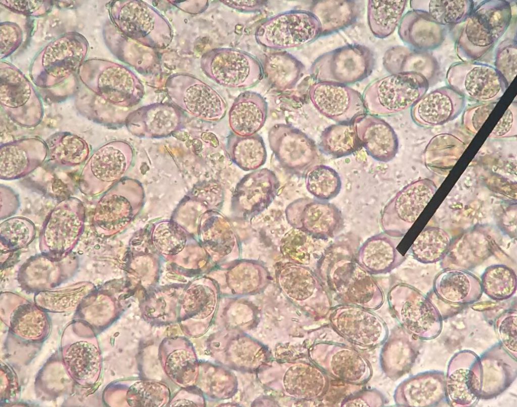 Dierenkliniek Tiel-Drumpt: Coccidiose bij het konijn. Hier ziet u een close up.