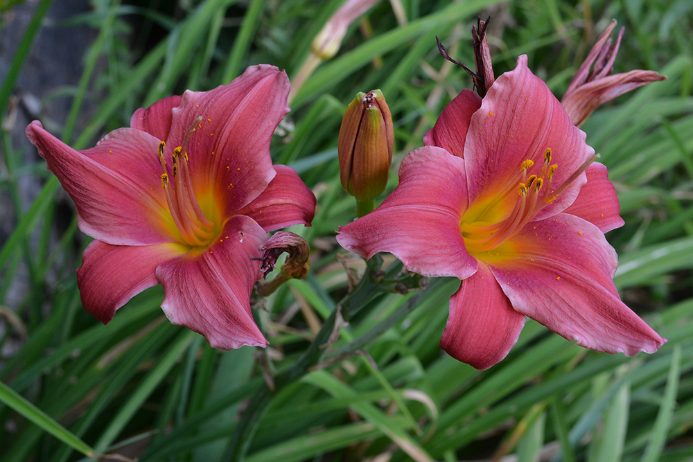 Dierenkliniek Tiel-Drumpt: Daglelievergiftiging bij de kat