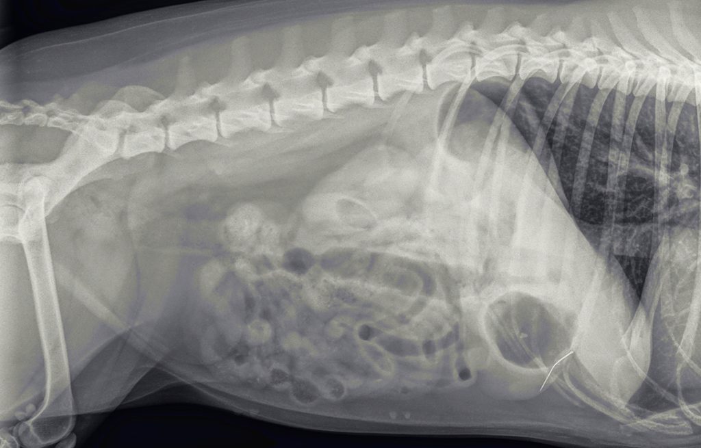 Dierenkliniek Tiel-Drumpt: Naald in een hond. Röntgenfoto DS opname