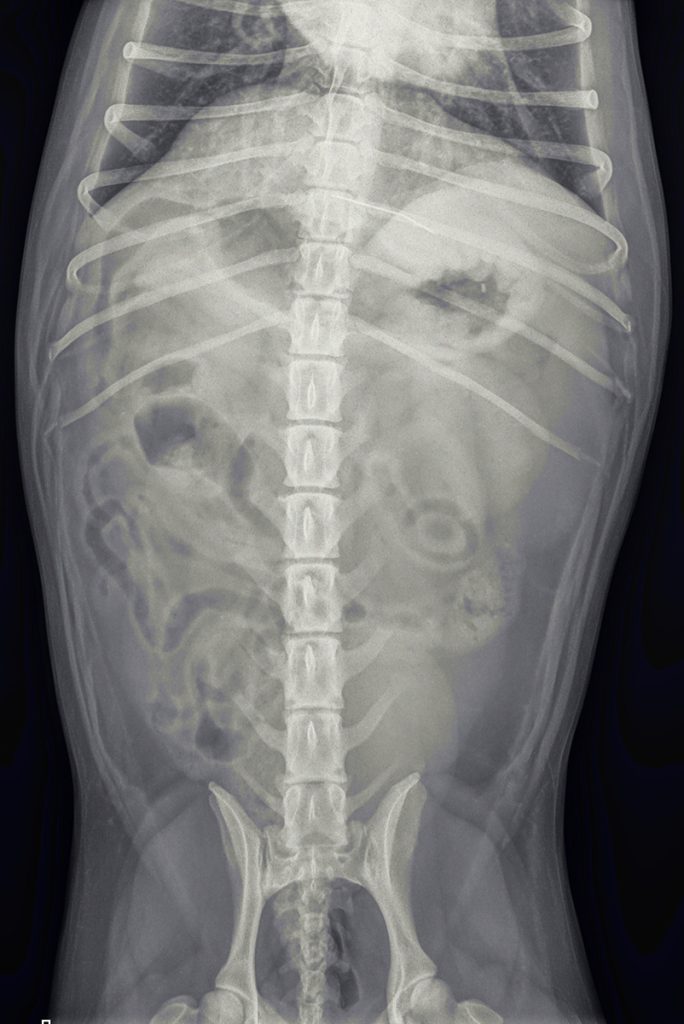 Dierenkliniek Tiel-Drumpt: Naald in een hond. Röntgenfoto vd opname