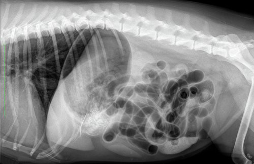 Dierenkliniek Tiel-Drumpt: Naald in een hond. De foto's uit texel, de ds opname