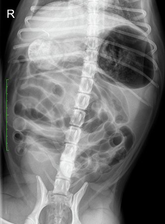 Dierenkliniek Tiel-Drumpt: Naald in een hond. De opname in Texel.