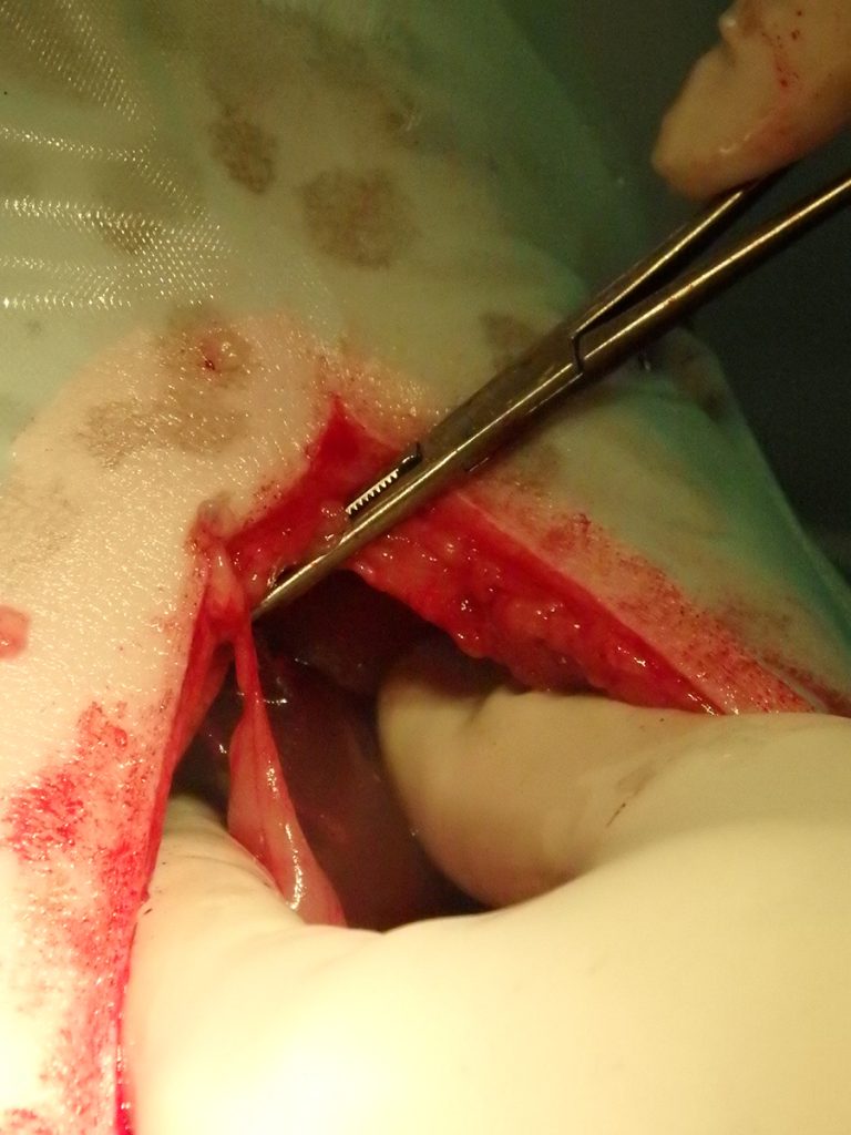 Dierenkliniek Tiel-Drumpt: Naald in een hond. De naald eruit peuteren.