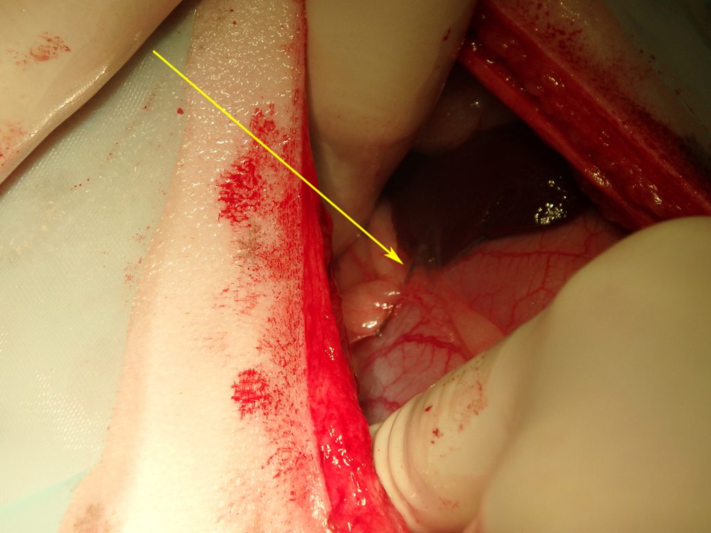 Dierenkliniek Tiel-Drumpt: Naald in een hond. De naald is te zien.