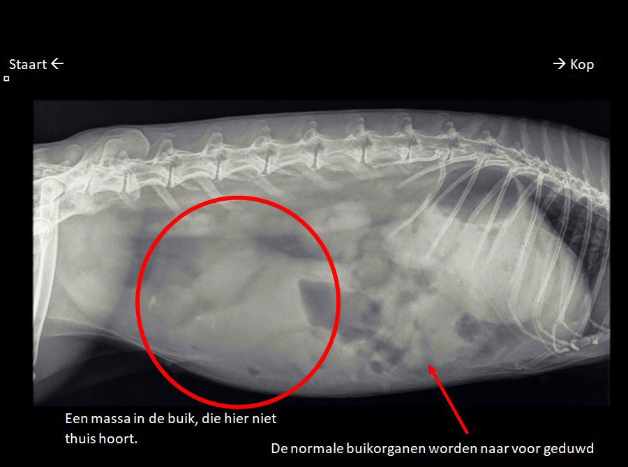 Dierenkliniek Tiel-Drumpt: Baarmoederkanker bij het konijn komt veel voor.