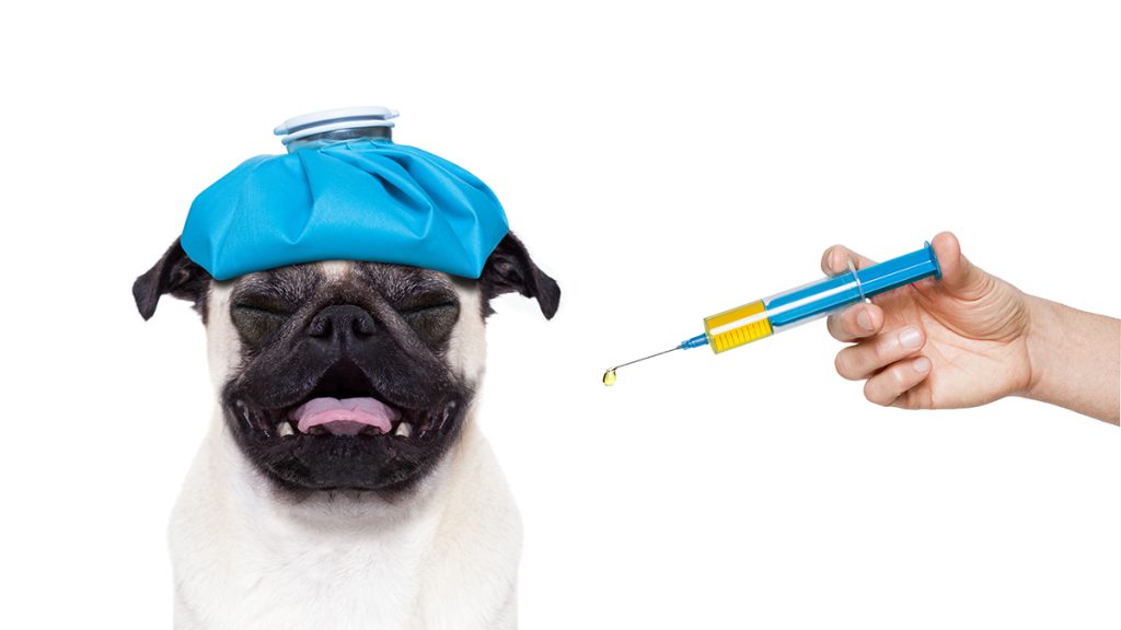 Dierenkliniek Tiel-Drumpt: Vaccineren tegen hondenziekte / ziekte van Carré