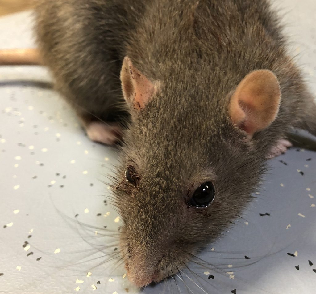 Dierenkliniek Tiel-Drumpt: rode tranen bij de rat.
