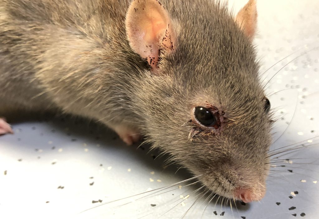 afbeelding Rode tranen