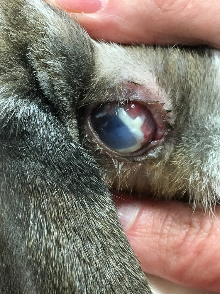 Dierenkliniek Tiel-Drumpt: Vieze ogen konijn