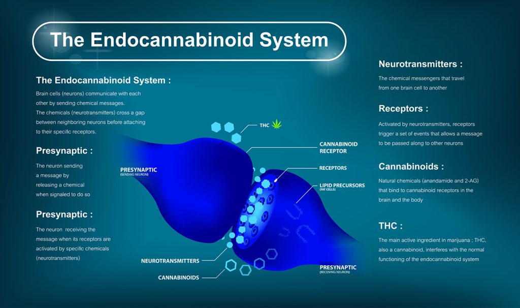 Dierenkliniek Tiel-Drumpt: Waarom wordt CBD bij de hond en de kat gebruikt? Het endocannabinoid systeem.