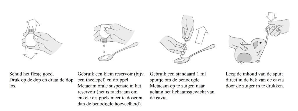 Dierenkliniek Tiel-Drumpt: Het toedienen van metacam bij de cavia.