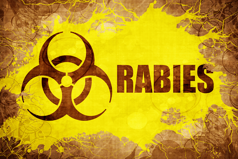 Dierenkliniek Tiel-Drumpt: Rabiës is erg gevaarlijk voor mens, hond, kat en meerdere andere dieren.