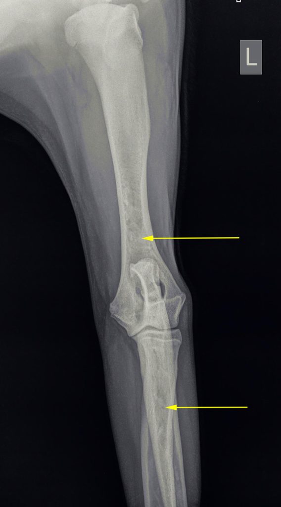 Dierenkliniek Tiel-Drumpt: Groeipijn bij de hond is een veel voorkomende reden om kreupel te lopen.