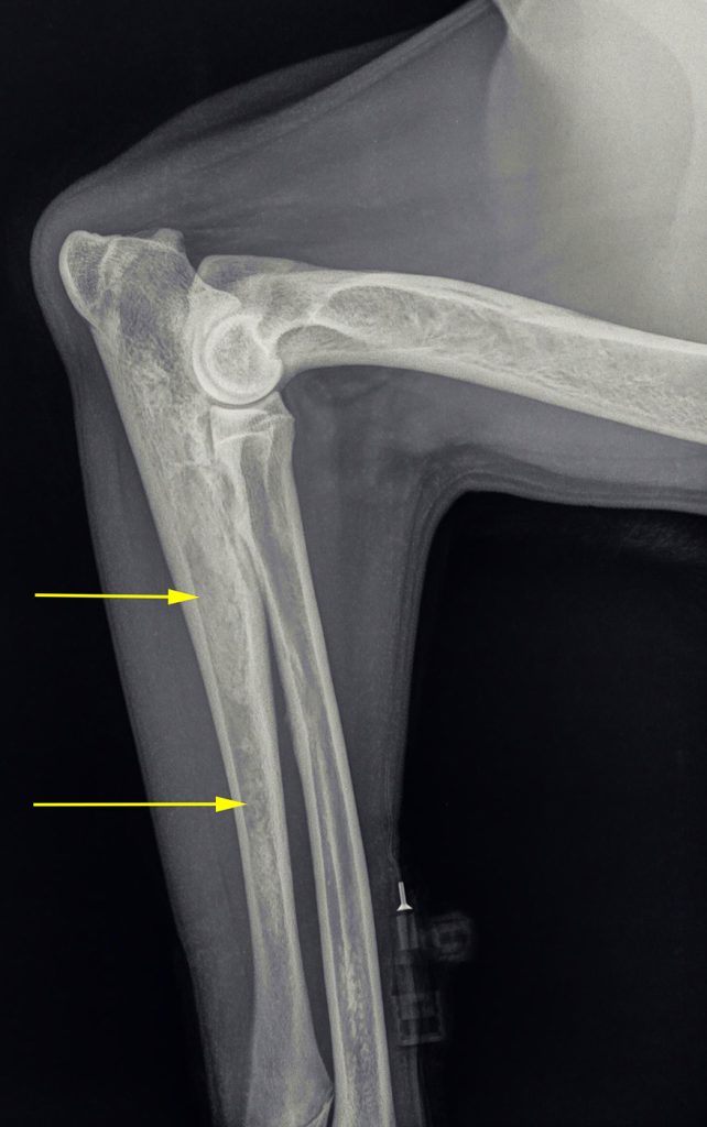 Dierenkliniek Tiel-Drumpt: Groeipijn bij de hond heeft vaak te maken met een te snelle groei.