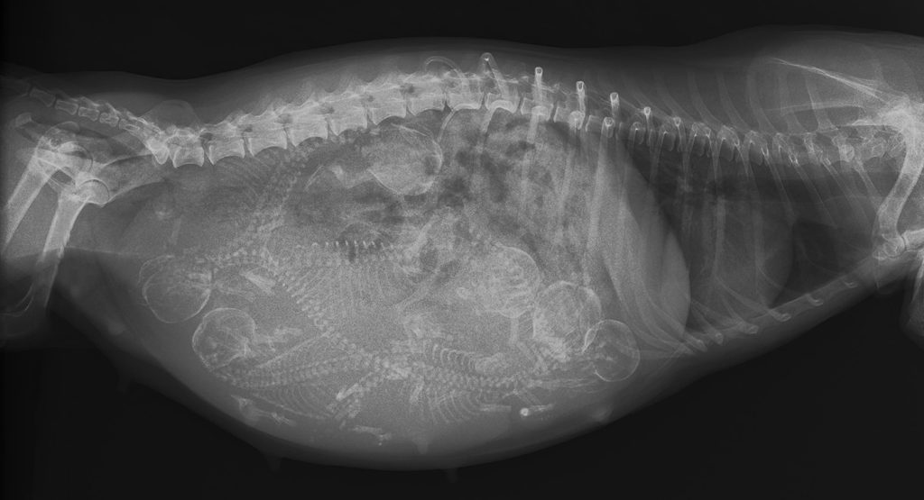 Dierenkliniek Tiel-Drumpt: Herpesvirus bij de hond: drachtige teef