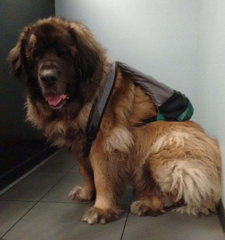 afbeelding Invoereisen