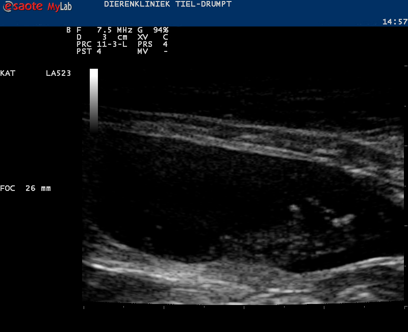 Dierenkliniek Tiel-Drumpt: Verstopte penis bij de kater met dwarreling in de blaas door blaasgruis.