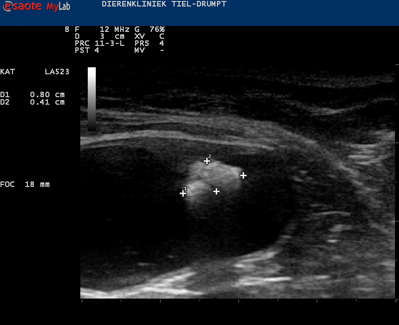 Dierenkliniek Tiel-Drumpt: Verstopte penis bij de kater met meerdere stenen in de blaas.