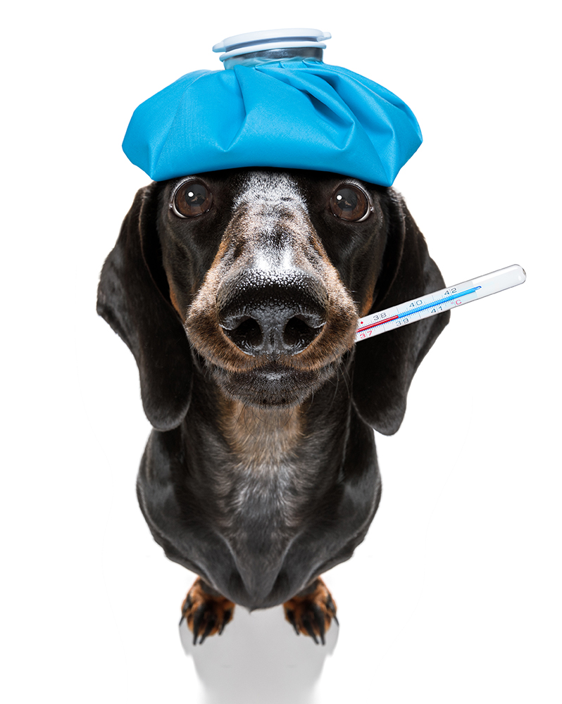 Dierenkliniek Tiel-Drumpt: Het adres voor uw zieke hond, kat, konijn, cavia en fret