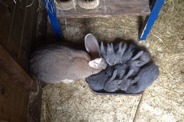 afbeelding Konijnen-entmiddagen