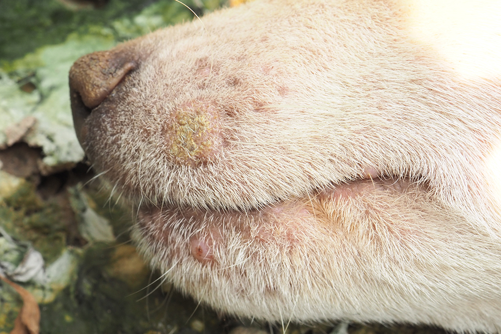 Hondenziekte kan huidontstekingen geven