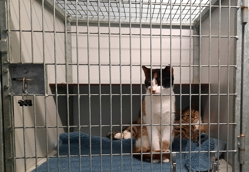 afbeelding Sterilisatie van de poes