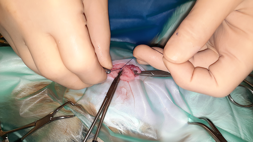 Dierenkliniek Tiel-Drumpt: Sterilisatie poes: Het afknopen van een stompje.