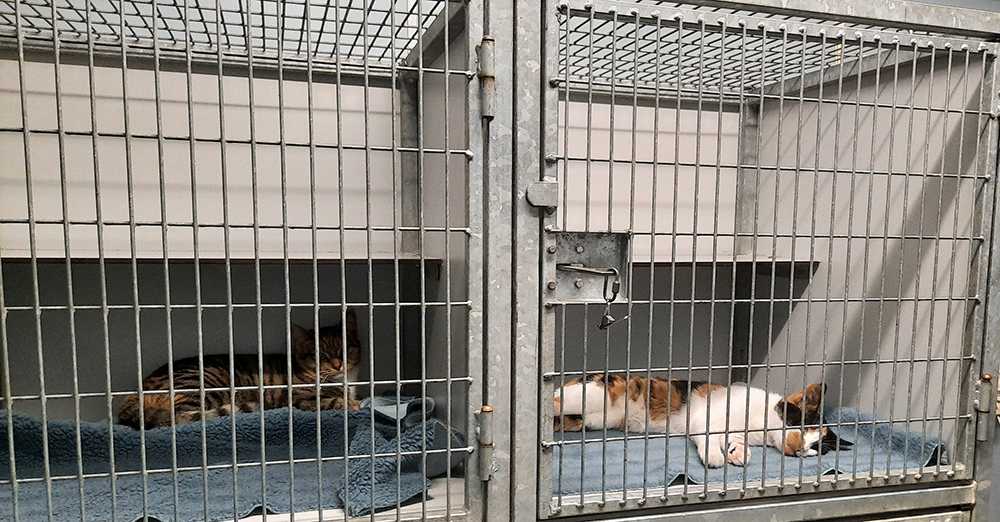 Dierenkliniek Tiel-Drumpt: Sterilisatie poes: apart in slaap gaan.