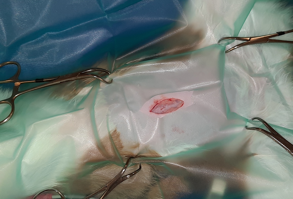 Dierenkliniek Tiel-Drumpt: Sterilisatie poes: het openen van de buik.