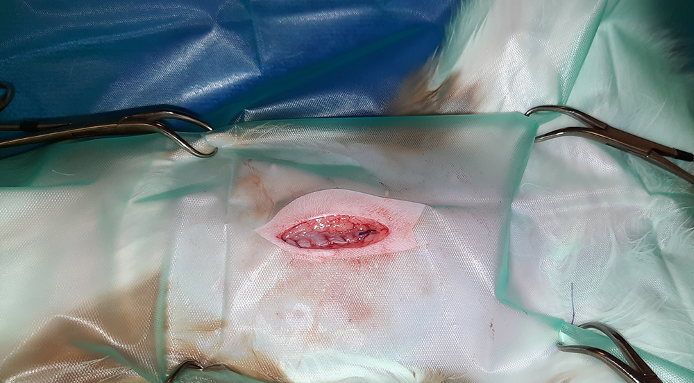 Dierenkliniek Tiel-Drumpt: Sterilisatie poes: gesloten buikwand