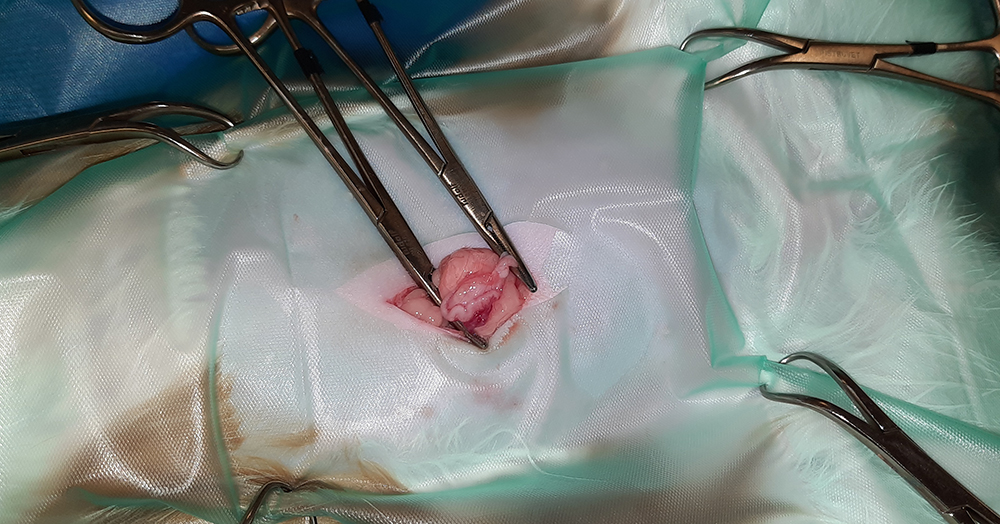 Dierenkliniek Tiel-Drumpt: Sterilisatie poes: Het afklemmen en afbinden