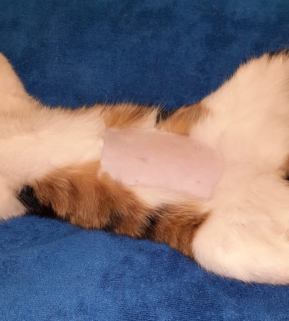 Dierenkliniek Tiel-Drumpt: Sterilisatie poes: geschoren